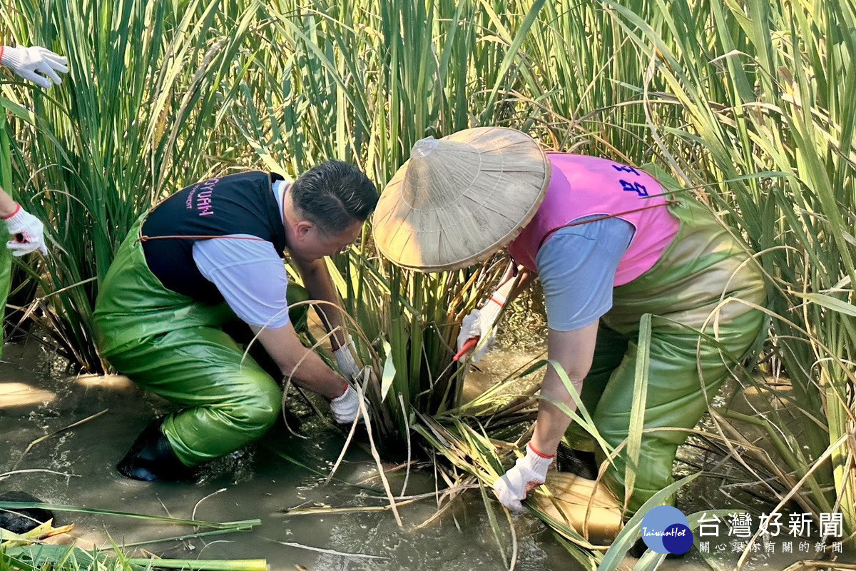 桃園市副市長蘇俊賓著青蛙裝收割茭白筍。<br /><br />