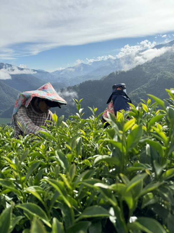 ▲梨山海拔兩千的永續力，從雲端開始的故事，讓世界看見臺灣的高度!榮獲 2025 全球百大。（參山處提供）