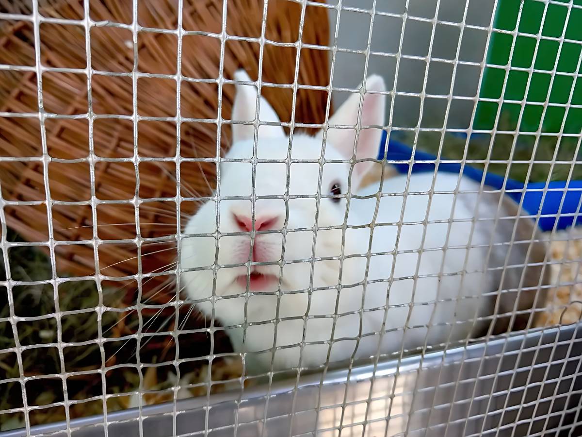 新北聯手農業部　打造友善科研動物環境