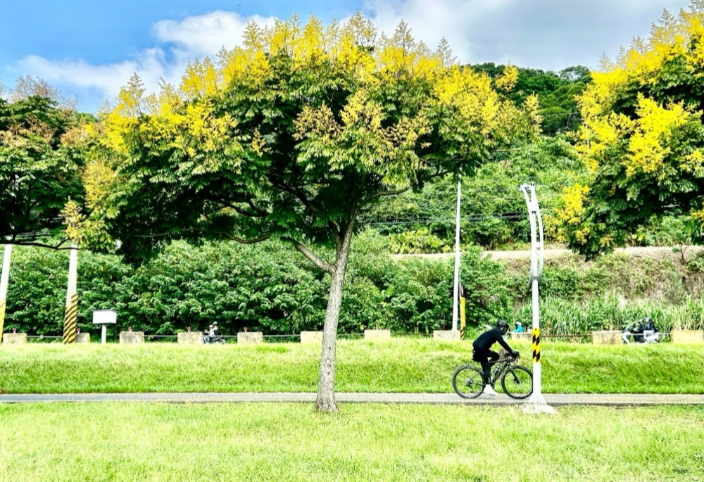 高灘處秋季限定 台灣欒樹金黃渲染新北河濱美景 195 248251007a07