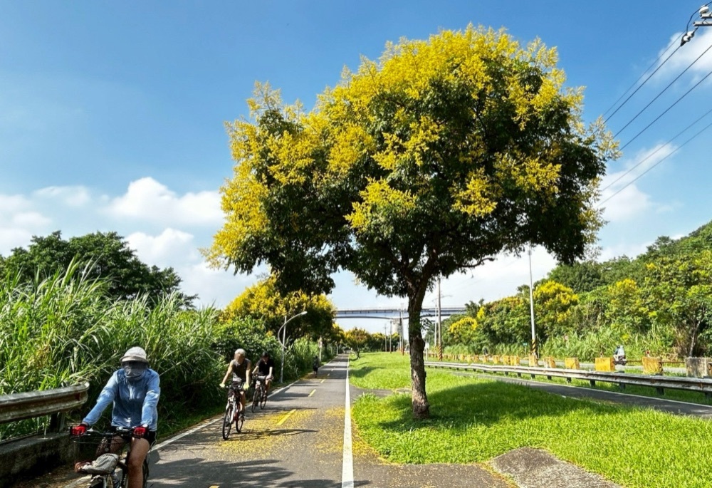 高灘處秋季限定 台灣欒樹金黃渲染新北河濱美景 196 248251007a08