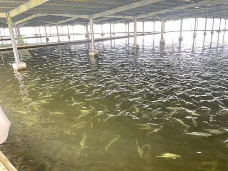 台南風災後虱目魚價格回穩