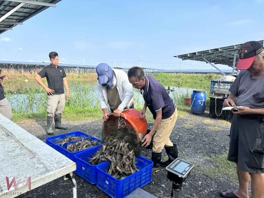 台泥嘉謙綠能魚電共生場　台灣鯛、泰國蝦穩定出貨中
