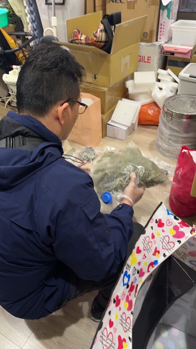 新北市刑警大隊查緝人員在現場發現大量大麻原料,逐一清點封存證物,展現專業辦案效率(圖/新北刑警大隊提供)