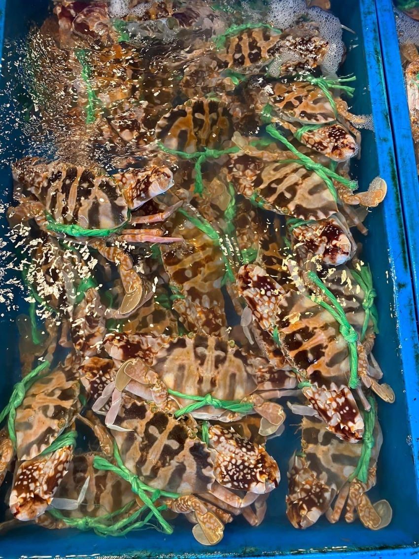 富基石十樂 賞美景嚐海味 雙十連假首選 7 《圖說》富基魚市。〈漁業處提供〉