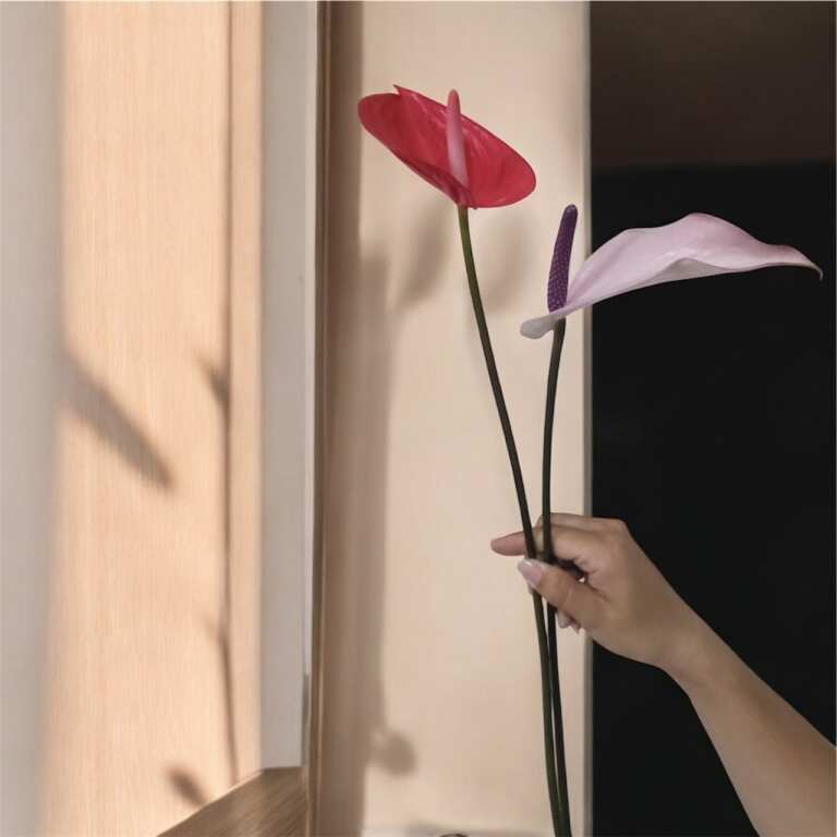 ▲:火鶴花。