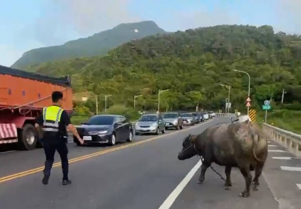 驚見水牛上台二線公路散步-福隆警化身「鬥牛士」趕至草皮