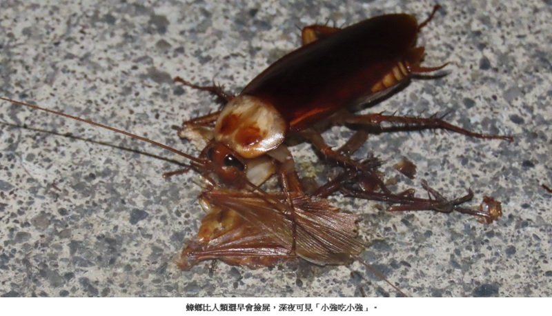 戲說蟑螂:小強吃小強的「撿屍」行為