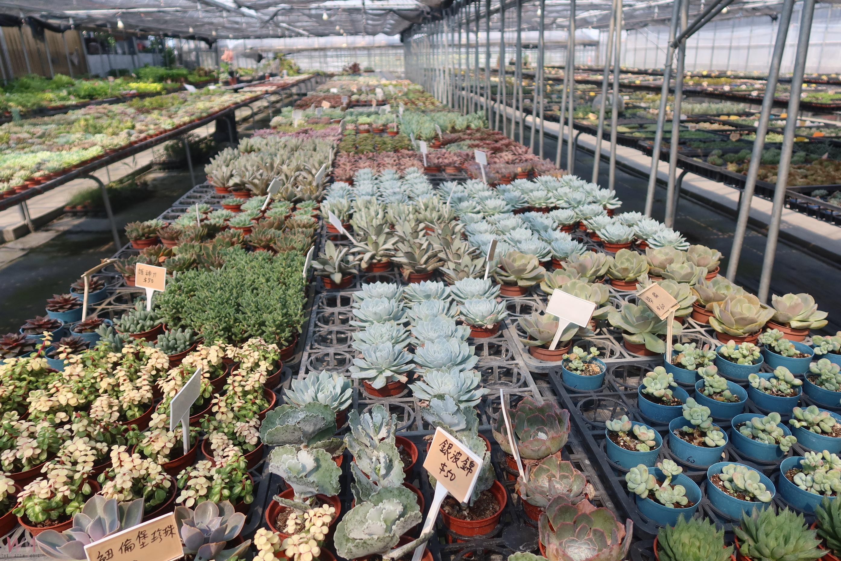 (有影片)/花現美好田尾產業文化 珍稀植栽與藝術園景齊亮相 - https://www.watchmedia01.com