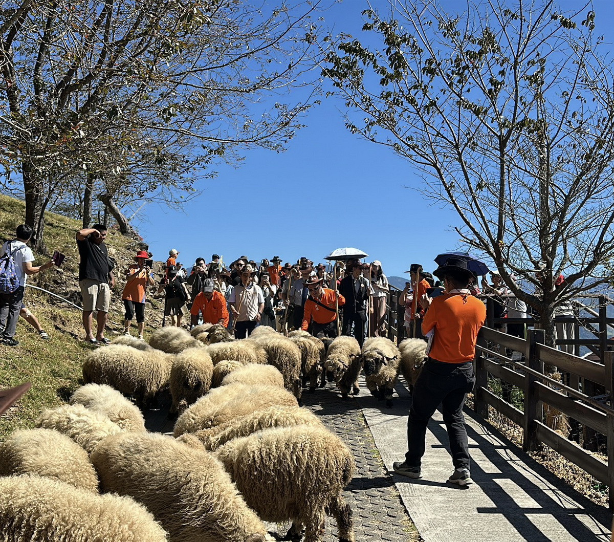雲嶺奔羊會但見羊群在步道奔馳,令人心境跟著起飛。(清境農場提供)