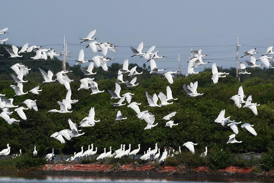 ▲300隻黑琵陸續飛抵臺南度冬!2025黑面琵鷺保育季26日登場。(圖/記者陳彥霖翻攝)