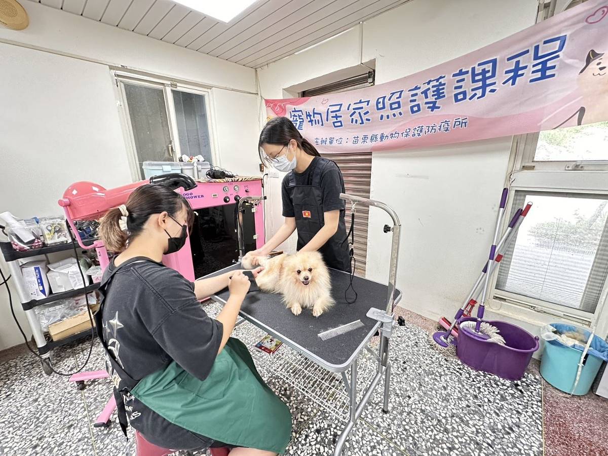 苗栗縣動保園區導入寵物美容服務 浪犬迎向幸福歸宿