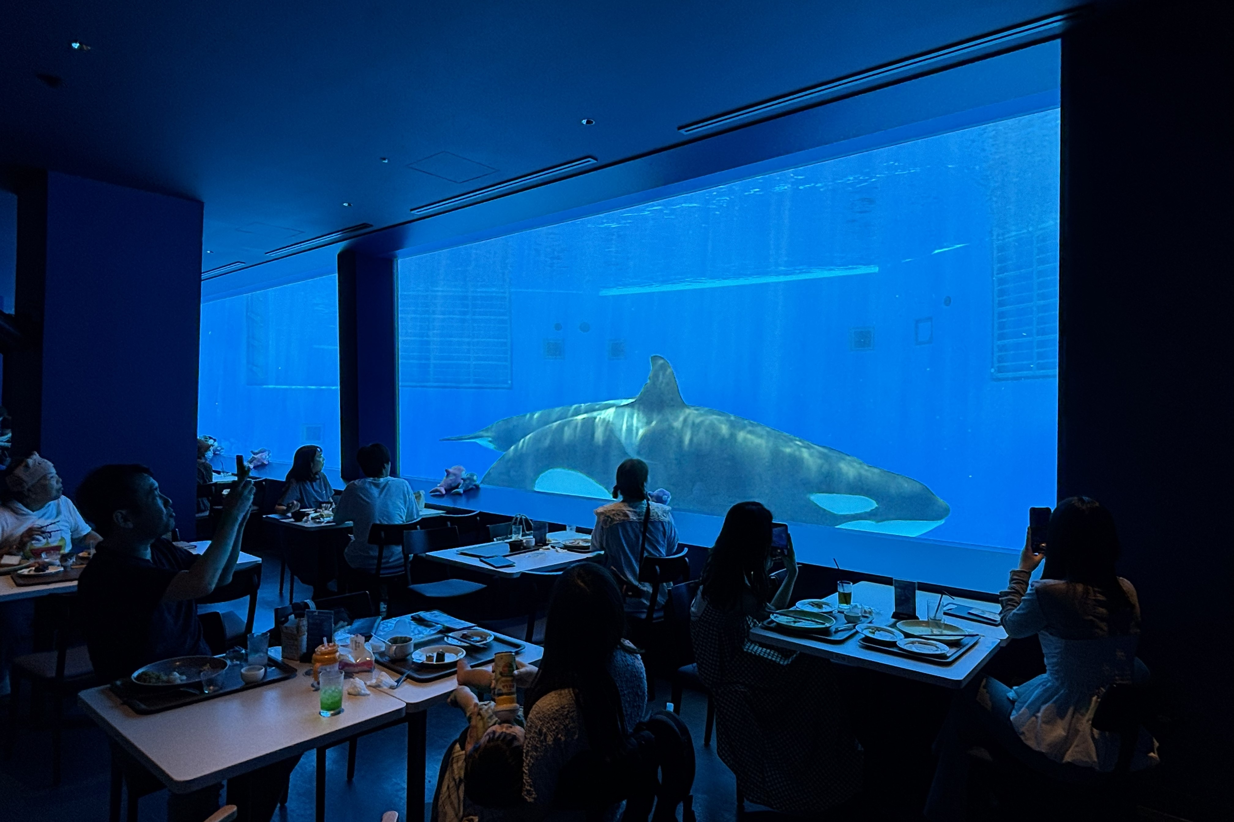 「BLUE OCEAN」內可以和虎鯨一起用餐。 圖:向日遊/提供