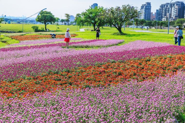 粉紅、桃紅與紫紅色調層層交織,如同河岸鋪上溫柔的漸層地毯。 圖:台北市政府水利工程處/提供