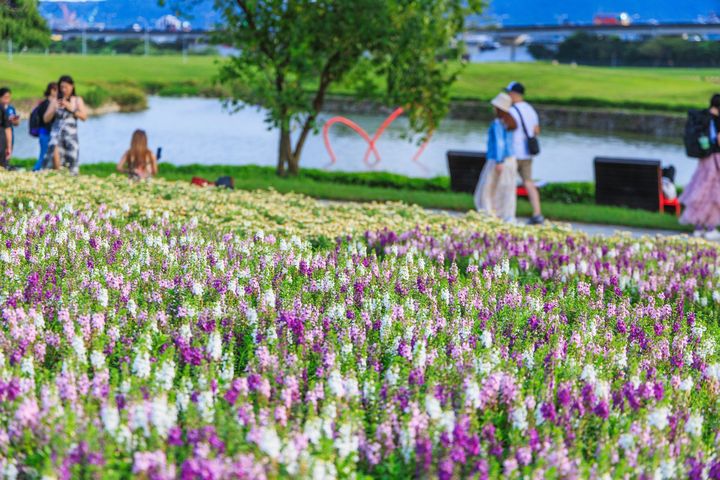 季節限定浪漫滿分打卡點 北市美堤河濱5萬盆花草盛開
