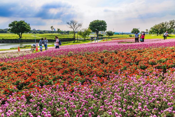 季節限定浪漫滿分打卡點 北市美堤河濱5萬盆花草盛開