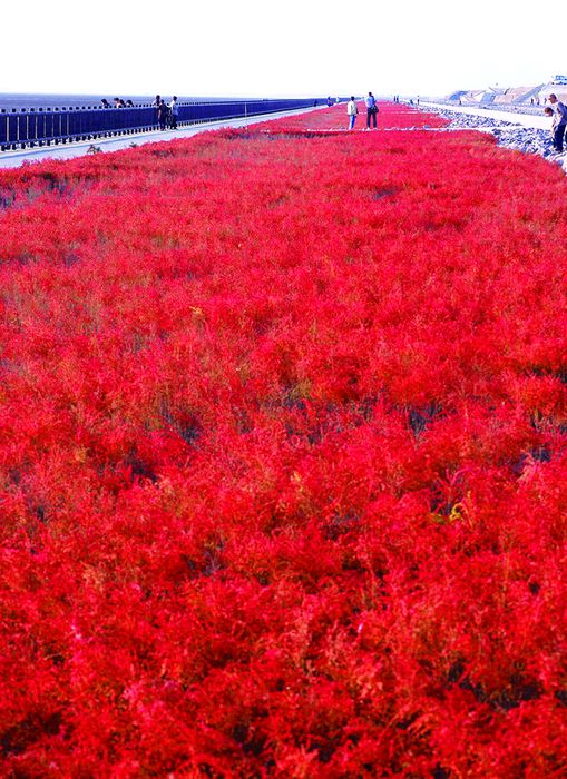 紅葉正美、祭典最嗨!秋玩佐賀感受滿滿熱力 台灣虎航台北直飛佐賀2小時1799起