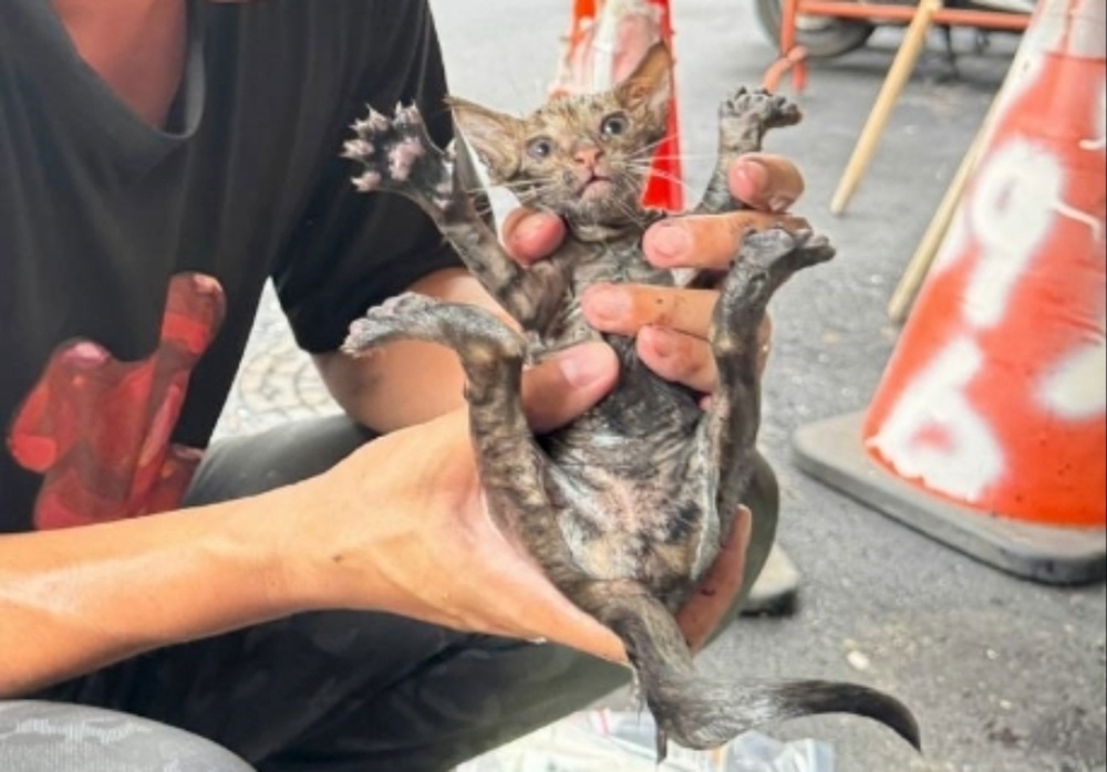 小小喵星人深陷水溝 新北動保處救援小貓獲新生 217 cnews204251016a04