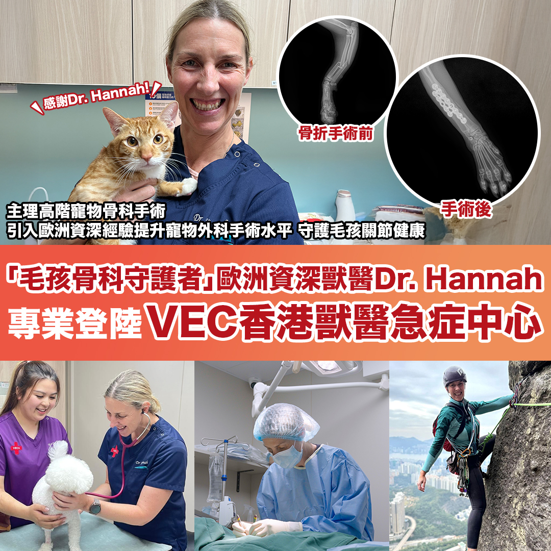 「毛孩骨科守護者」歐洲資深獸醫 Dr. Hannah 專業登陸 VEC香港獸醫急症中心