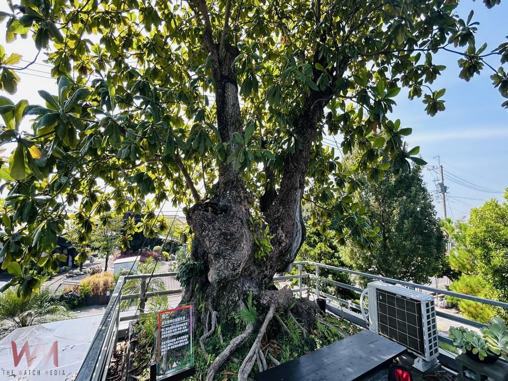 守護台灣原生植物　園藝師羅榮盟打造空中綠洲 - https://www.watchmedia01.com