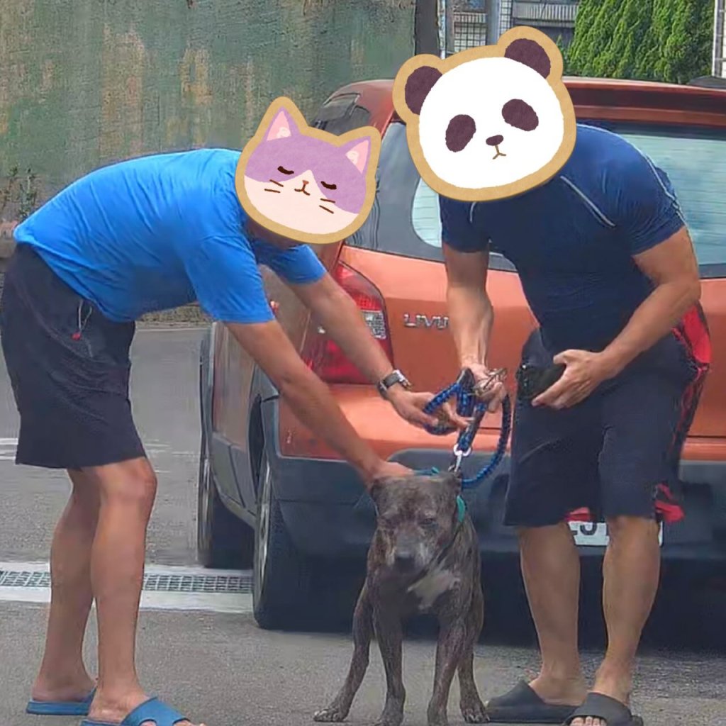 影／比特犬沒牽繩亂攻擊！民眾愛犬遭咬「傷口十公分噴血」　鄰居打電話飼主才現身