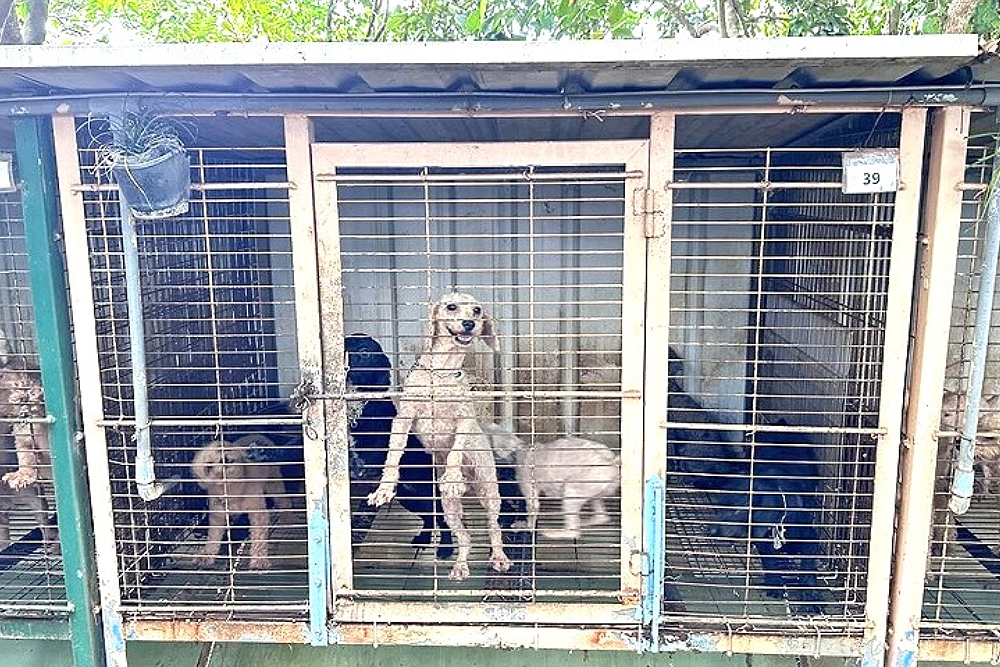 獸醫經營繁殖場遭控犬隻被剪聲帶 苗栗動保所今將查核:屬實即裁處 222 獸醫經營繁殖場遭控犬隻被剪聲帶 苗栗動保所今將查核:屬實即裁處 221