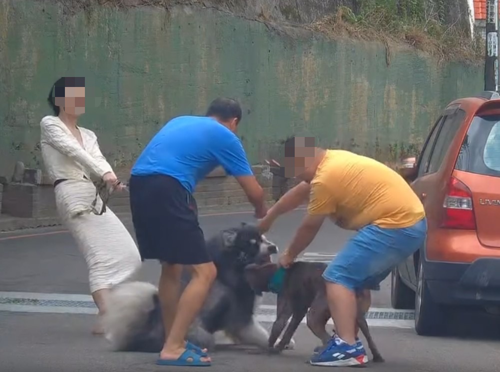 正妹模特兒牽阿拉斯加犬散步　「未牽繩」比特犬瘋狂死咬 241