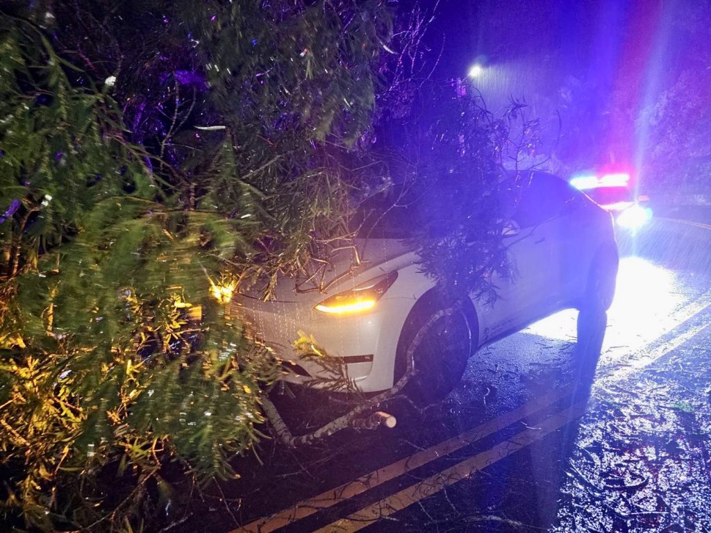 苗130線強風吹倒路樹砸車 警方交管聯絡排除障礙