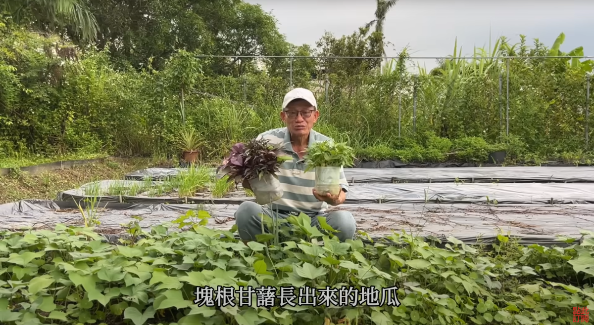 種地瓜葉會長地瓜嗎? 葉用與塊根甘藷差別一次看