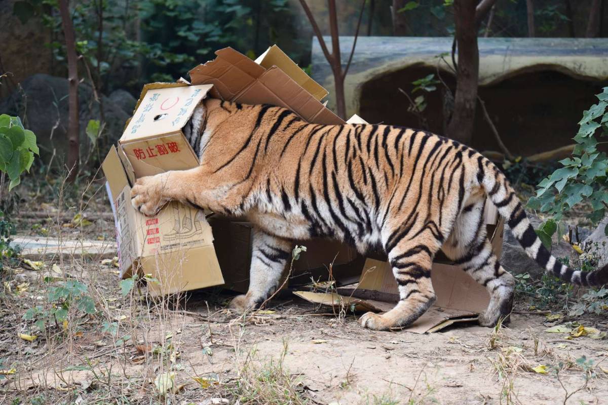 《大貓影視週》來了! 新竹動物園打造野性打卡區