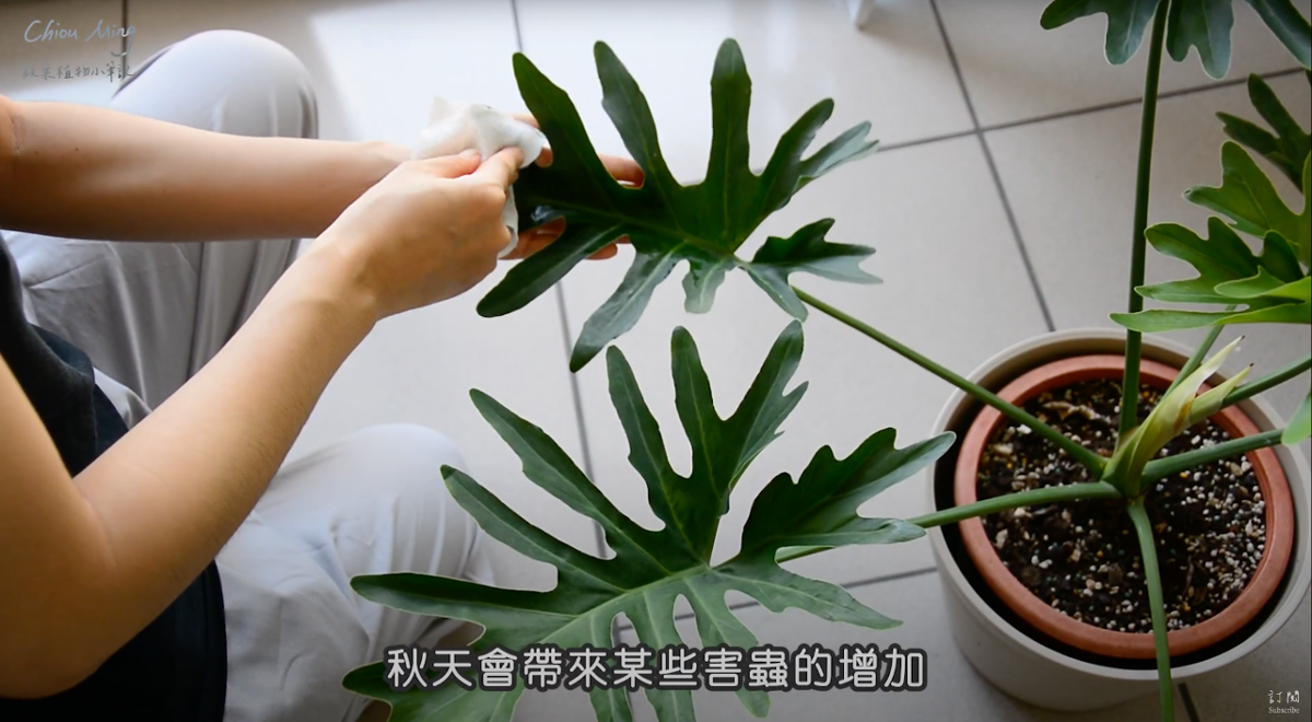 綠手指秋季指南! 室內植物養護訣竅一次看
