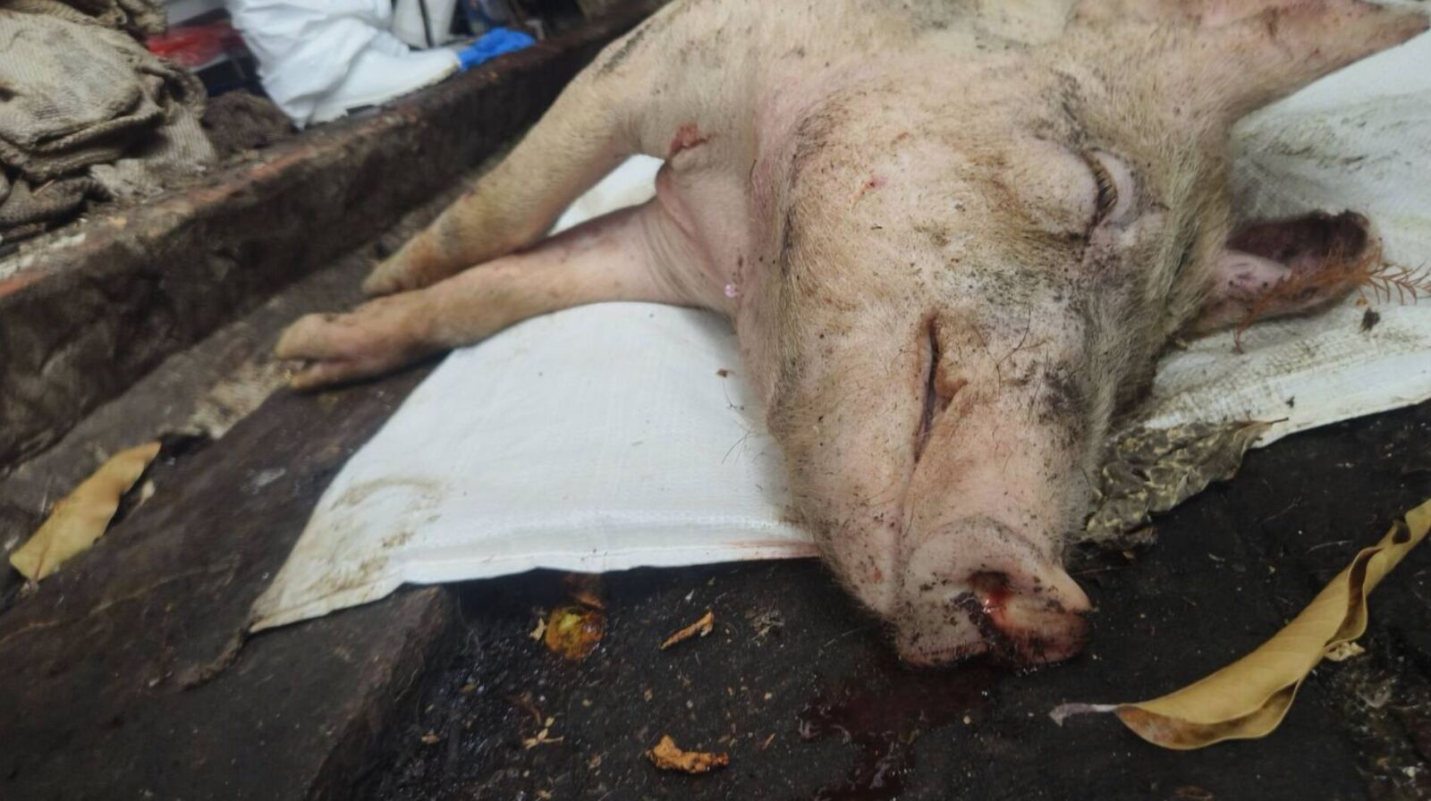 「非洲豬瘟」破功撲殺195頭豬 全台餐桌不安全?食安專家這樣說 194 「非洲豬瘟」破功撲殺195頭豬 全台餐桌不安全?食安專家這樣說 193