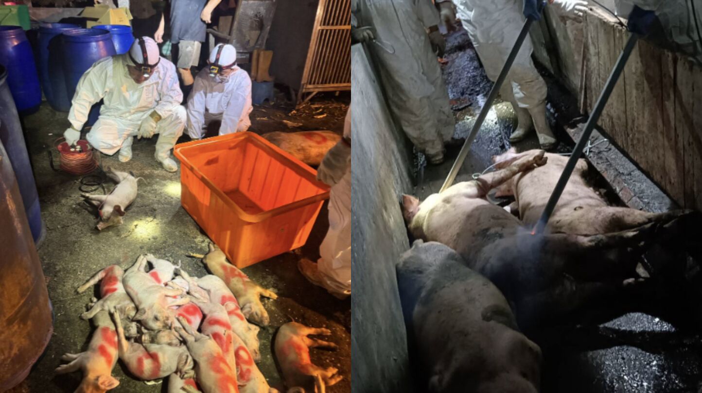 台中爆發非洲豬瘟 食藥署點名嚴查「東南亞、中國」食品 220 台中爆發非洲豬瘟 食藥署點名嚴查「東南亞、中國」食品 219