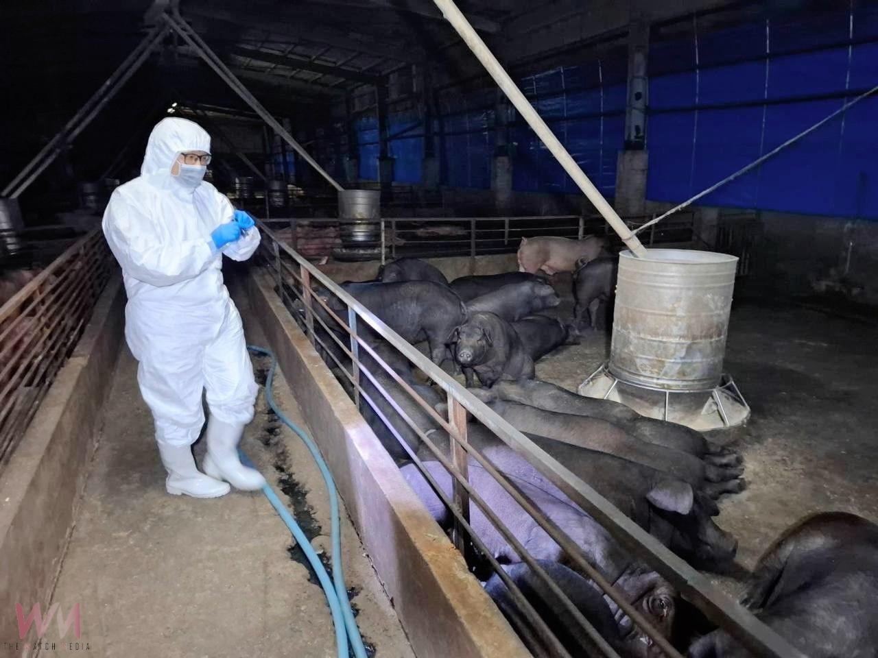養豬場疑似非洲豬瘟 中市府:啟動四大防疫措施 全力配合農業部防疫 - https://www.watchmedia01.com