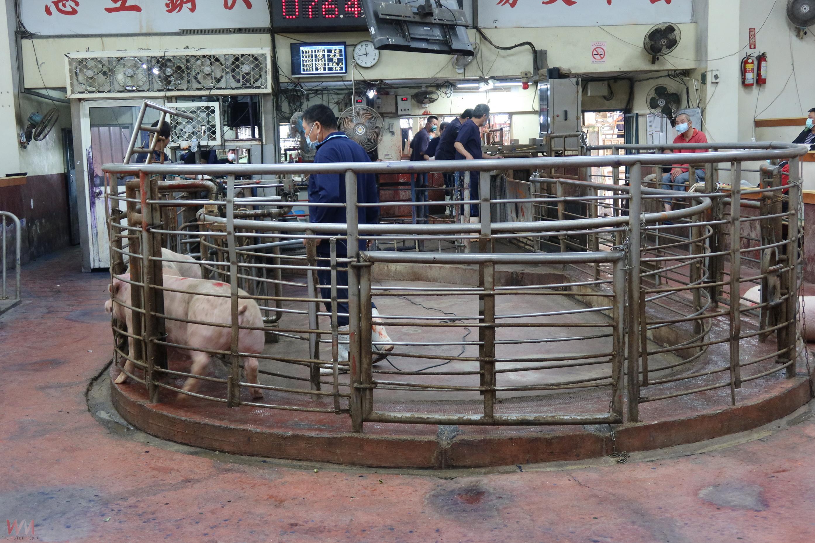 台中養豬場疑似非洲豬瘟 全台豬隻禁運5天 彰化全面防疫 - https://www.watchmedia01.com