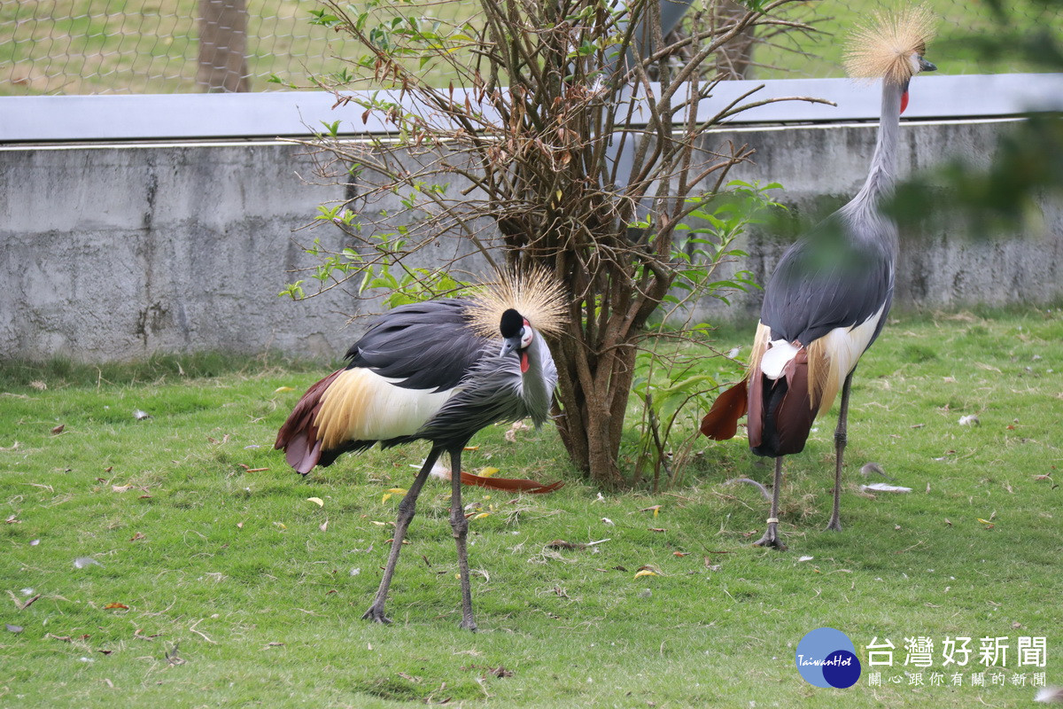 九九峰可愛世界動物園裡有許多少見的鳥類小動物等。（ 記者扶小萍攝）