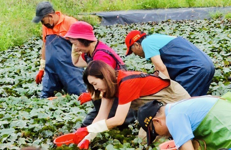 李雨庭帶領林園社區幹部參訪拷潭　體驗菱角文化促進交流學習