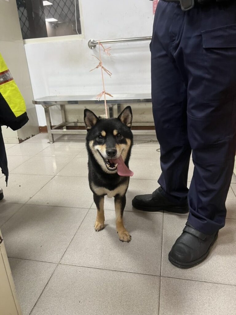 警方於現場熱情的照顧黑柴並協助帶黑柴回家。(圖/記者薛秀蓮 翻攝)