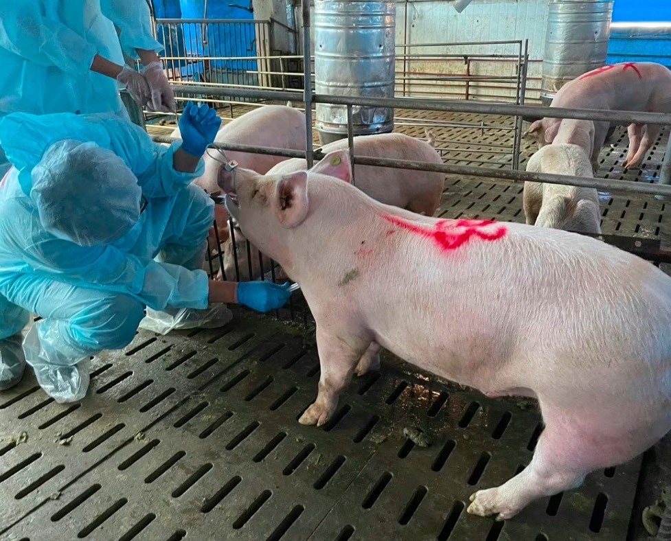 由非洲豬瘟檢視台灣防疫體問題與經濟影響