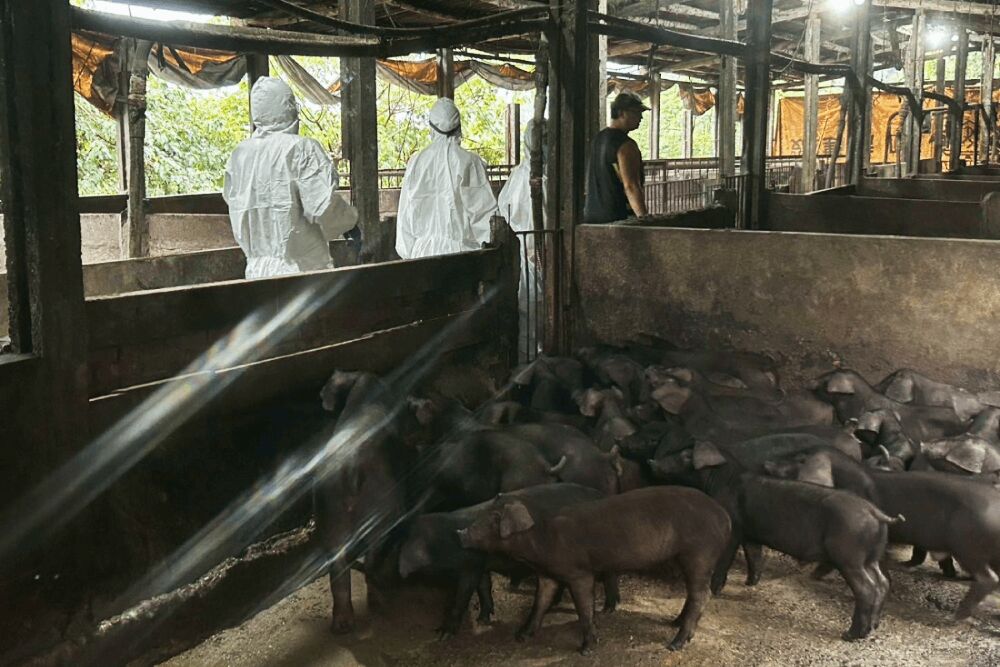 疑涉「非洲豬瘟」肉品流入新北 下游停售並送北區初篩檢驗 241 照片來源:新北市政府動物保護防疫處