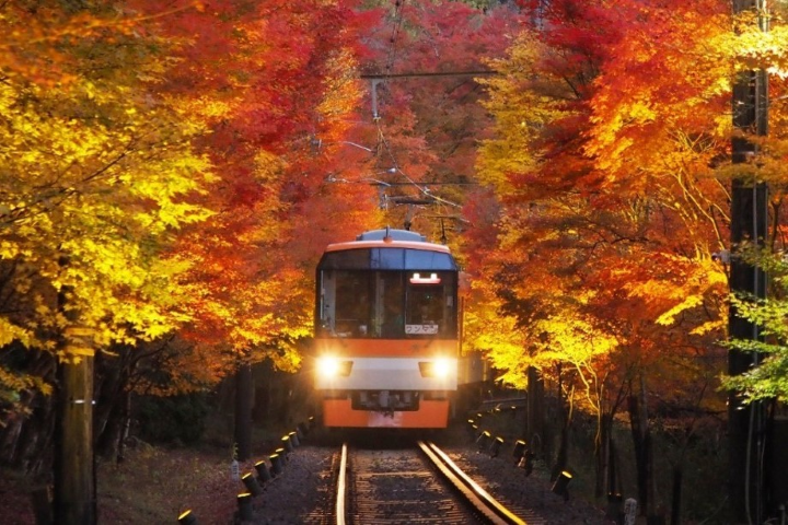 京都賞楓電車11月起秋季增班 「楓葉隧道」夜間點燈浪漫登場