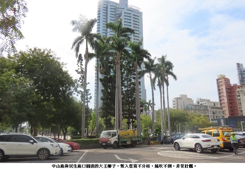 極端氣候下城市「韌性行道樹」的新選擇