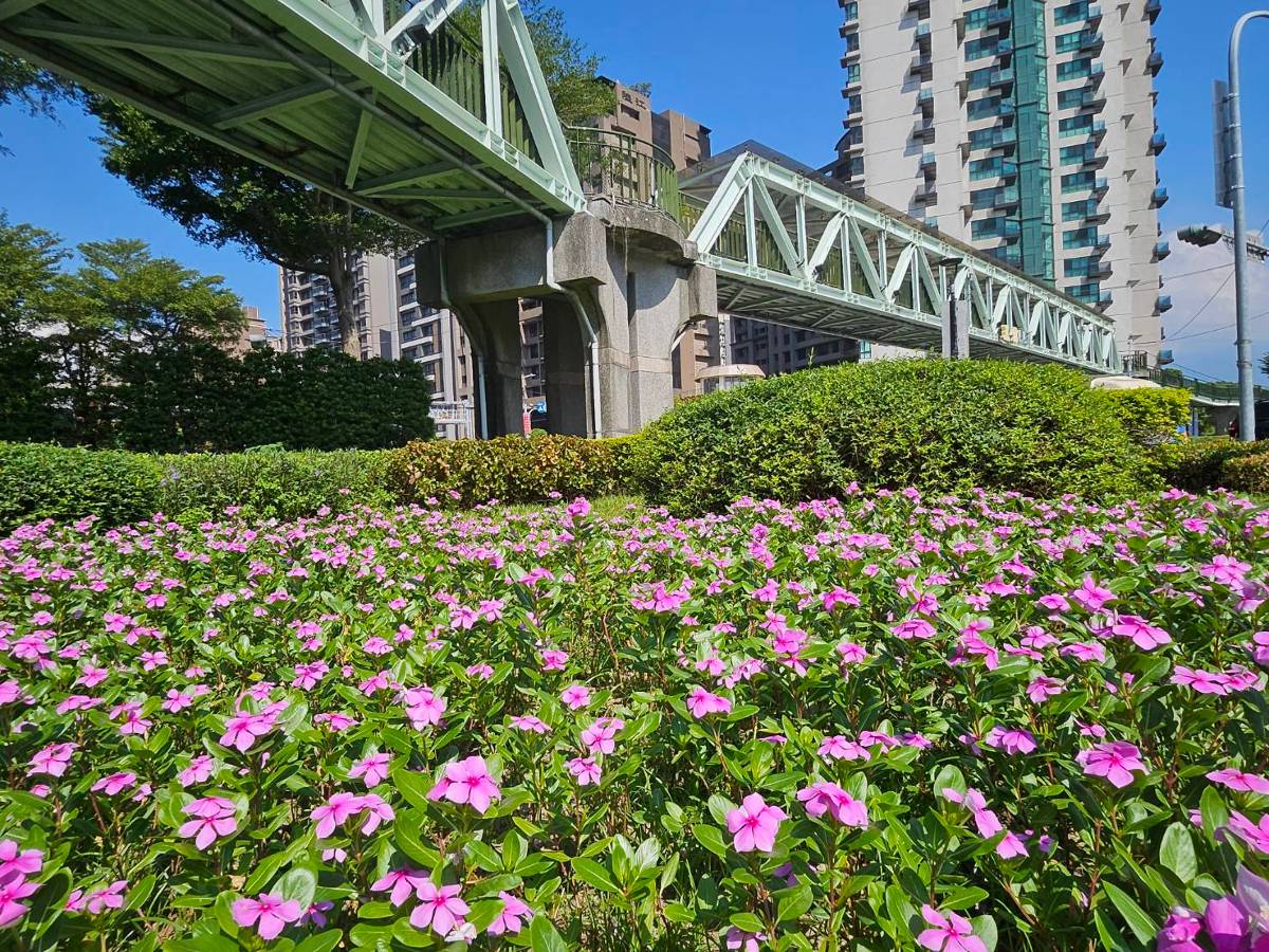 新北三重槽化島綠意新景 秀英花再現昔日芳華