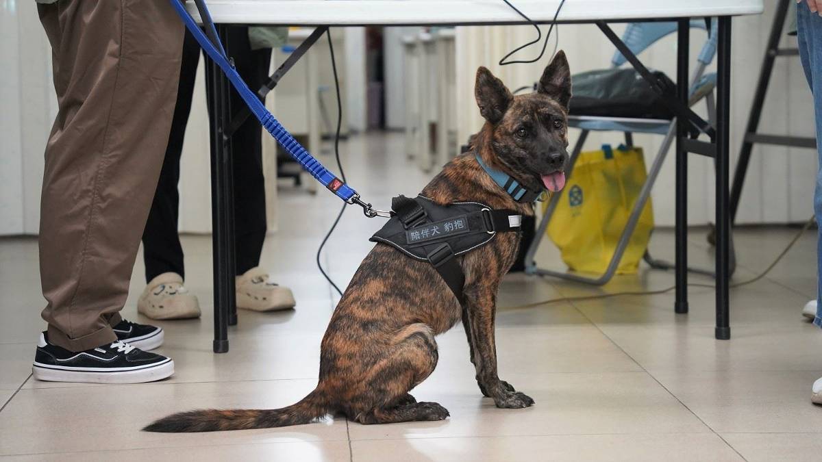 浪犬變陪伴犬 屏東高齡友善計畫助長者找回笑容