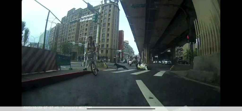 有片／黑狗闖大路口！綠燈騎士慘摔車　後面車輛全急煞