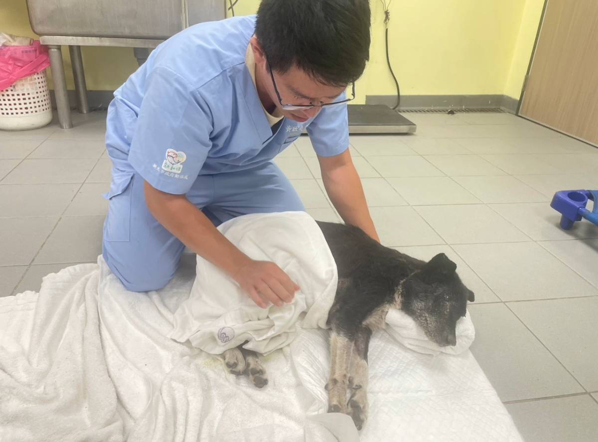新北動保處人道救援重傷犬 平靜度過生命最後階段