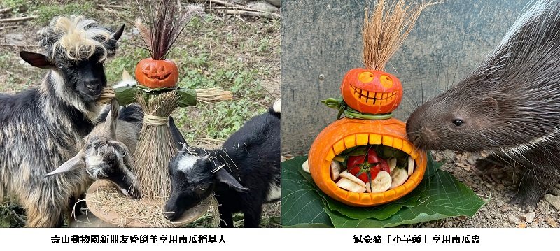 不給糖就搗蛋! 壽山動物園「搞怪食譜」歡慶萬聖節