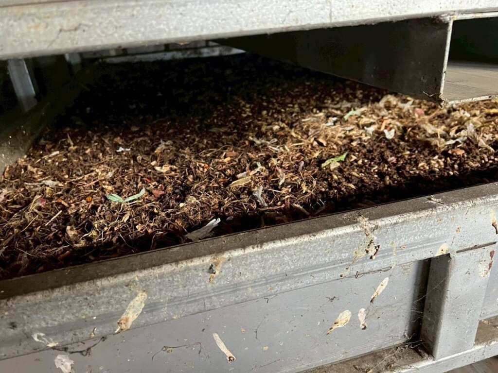 ▲廚餘送至環保局廚餘處理廠以黑水虻方式再利用。