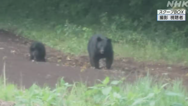 日本熊害激增!2成攻擊來自親子熊 專家警告「都市熊」愈來愈多