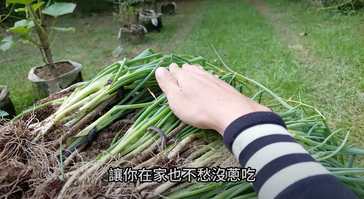 颱風漲價也不怕！　專家教你在家就能以盆種蔥